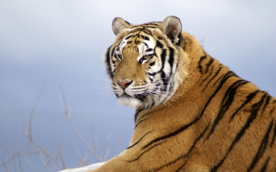 Tiger_004002.jpg