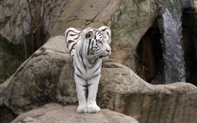 Tiger_004005.jpg