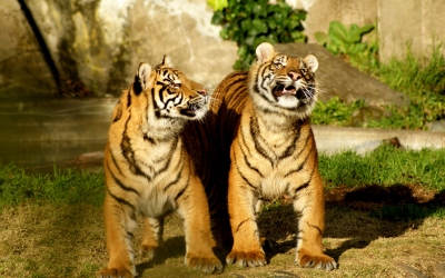 Tiger_004010.jpg