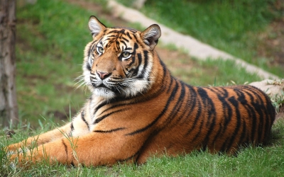 Tiger_004015.jpg